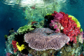   Beautiful shallow reefs near FakFak Indonesia  